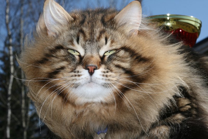 gicamurinesrabestsiberiancatyoungfor2008andsecondbestadultsiberiancatcluboffinland48.jpg