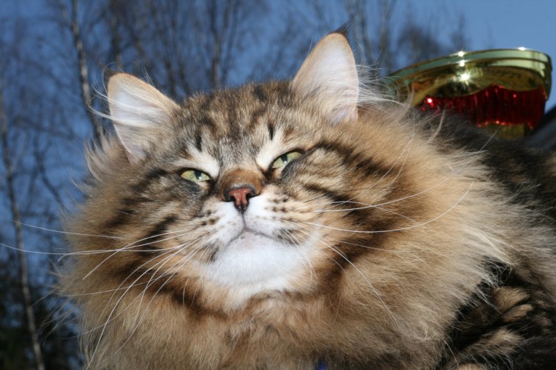 gicamurinesrabestsiberiancatyoungfor2008andsecondbestadultsiberiancatcluboffinland49.jpg