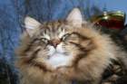 gicamurinesrabestsiberiancatyoungfor2008andsecondbestadultsiberiancatcluboffinland49_small.jpg
