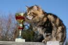 gicamurinesrabestsiberiancatyoungfor2008andsecondbestadultsiberiancatcluboffinland4_small.jpg