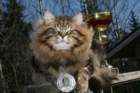 gicamurinesrabestsiberiancatyoungfor2008andsecondbestadultsiberiancatcluboffinland50_small.jpg