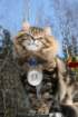 gicamurinesrabestsiberiancatyoungfor2008andsecondbestadultsiberiancatcluboffinland51_small.jpg