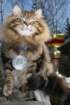 gicamurinesrabestsiberiancatyoungfor2008andsecondbestadultsiberiancatcluboffinland52_small.jpg