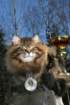 gicamurinesrabestsiberiancatyoungfor2008andsecondbestadultsiberiancatcluboffinland53_small.jpg