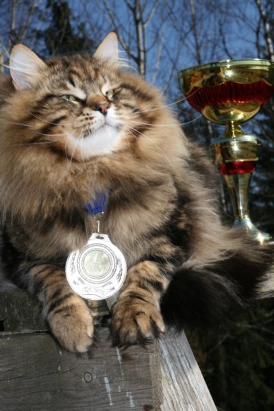 gicamurinesrabestsiberiancatyoungfor2008andsecondbestadultsiberiancatcluboffinland54.jpg