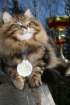 gicamurinesrabestsiberiancatyoungfor2008andsecondbestadultsiberiancatcluboffinland54_small.jpg
