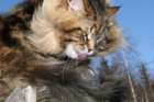 gicamurinesrabestsiberiancatyoungfor2008andsecondbestadultsiberiancatcluboffinland5_small.jpg