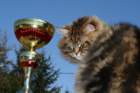 gicamurinesrabestsiberiancatyoungfor2008andsecondbestadultsiberiancatcluboffinland6_small.jpg