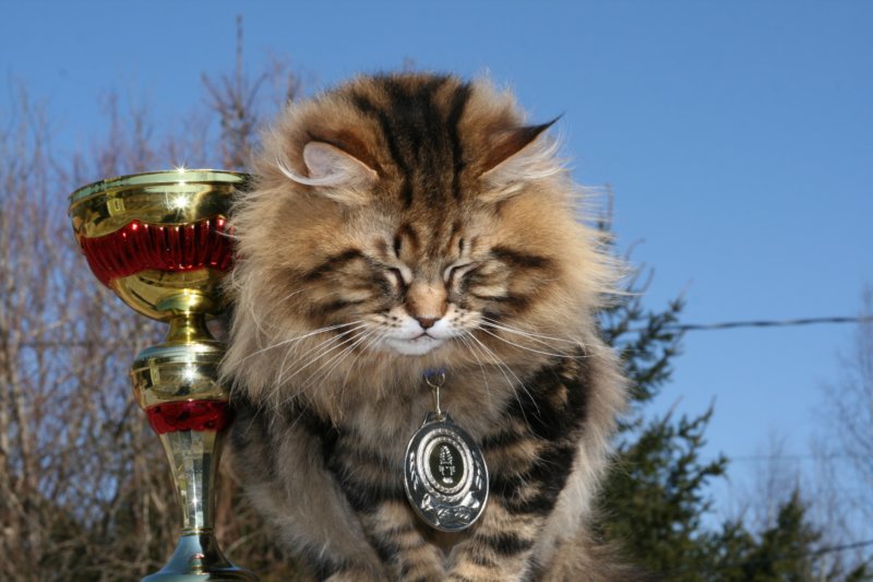 gicamurinesrabestsiberiancatyoungfor2008andsecondbestadultsiberiancatcluboffinland7.jpg
