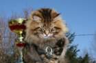 gicamurinesrabestsiberiancatyoungfor2008andsecondbestadultsiberiancatcluboffinland7_small.jpg
