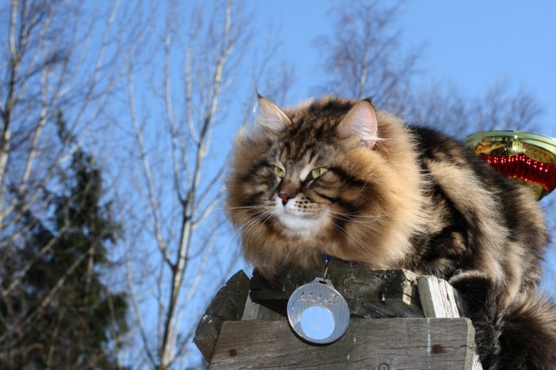 gicamurinesrabestsiberiancatyoungfor2008andsecondbestadultsiberiancatcluboffinland8.jpg