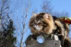 gicamurinesrabestsiberiancatyoungfor2008andsecondbestadultsiberiancatcluboffinland8_small.jpg