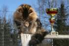gicamurinesrabestsiberiancatyoungfor2008andsecondbestadultsiberiancatcluboffinland9_small.jpg