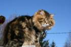 gicamurinesrabestsiberiancatyoungfor2008andsecondbestadultsiberiancatcluboffinland_small.jpg