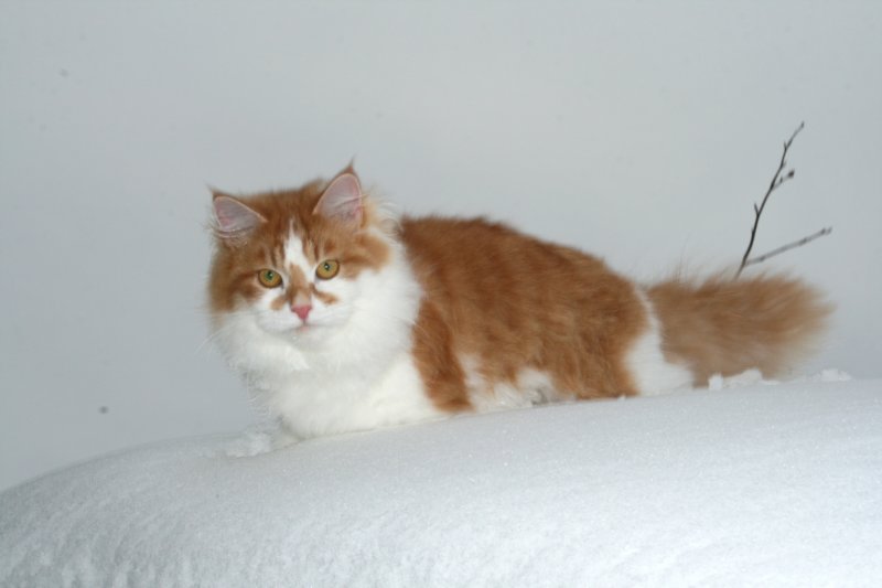 hiskia8kkhiskia8eightmonthsold16.jpg