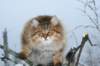 img_2495_small.jpg