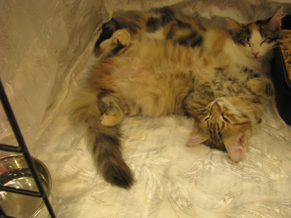 amurincassiajaamurincarmelurkkissanyttelyss1282012carmelolivuorostaankaverikissana2.jpg