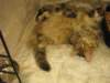 amurincassiajaamurincarmelurkkissanyttelyss1282012carmelolivuorostaankaverikissana2_small.jpg