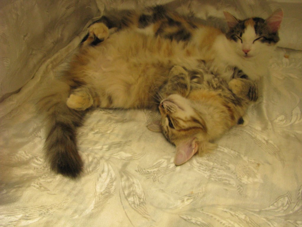 amurincassiajaamurincarmelurkkissanyttelyss1282012carmelolivuorostaankaverikissana4.jpg