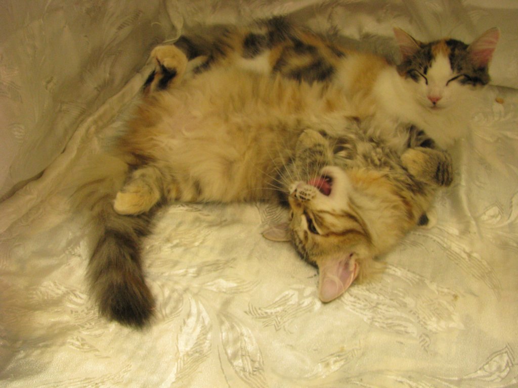 amurincassiajaamurincarmelurkkissanyttelyss1282012carmelolivuorostaankaverikissana5.jpg