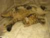 amurincassiajaamurincarmelurkkissanyttelyss1282012carmelolivuorostaankaverikissana9_small.jpg