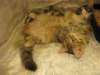 amurincassiajaamurincarmelurkkissanyttelyss1282012carmelolivuorostaankaverikissana_small.jpg