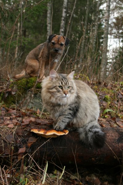 fiamurinleevivuodenvanhaleikattusupersupersuloinenkehrvpoikakissa21.jpg