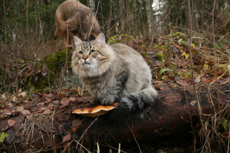 fiamurinleevivuodenvanhaleikattusupersupersuloinenkehrvpoikakissa23.jpg