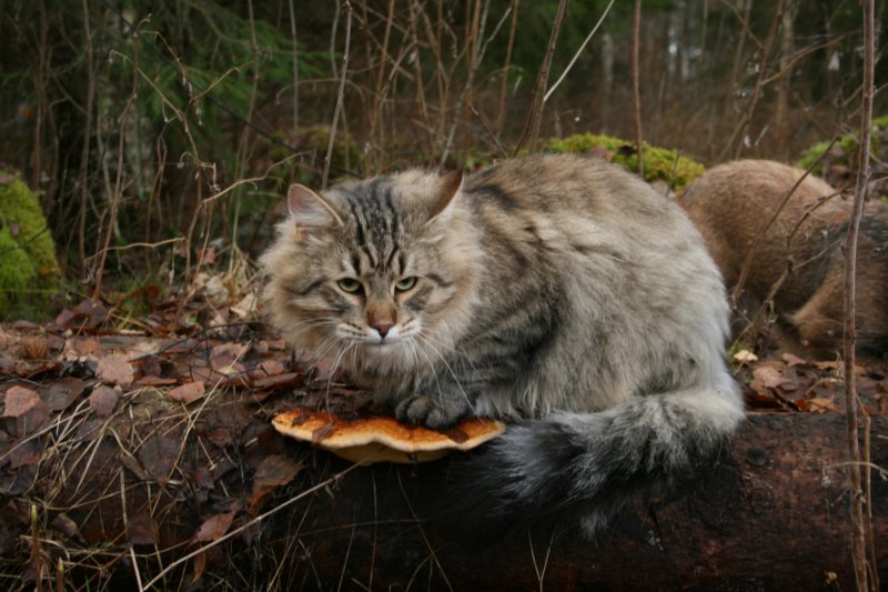 fiamurinleevivuodenvanhaleikattusupersupersuloinenkehrvpoikakissa24.jpg