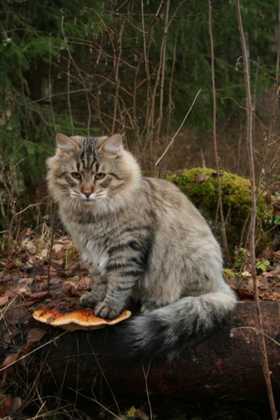 fiamurinleevivuodenvanhaleikattusupersupersuloinenkehrvpoikakissa37.jpg