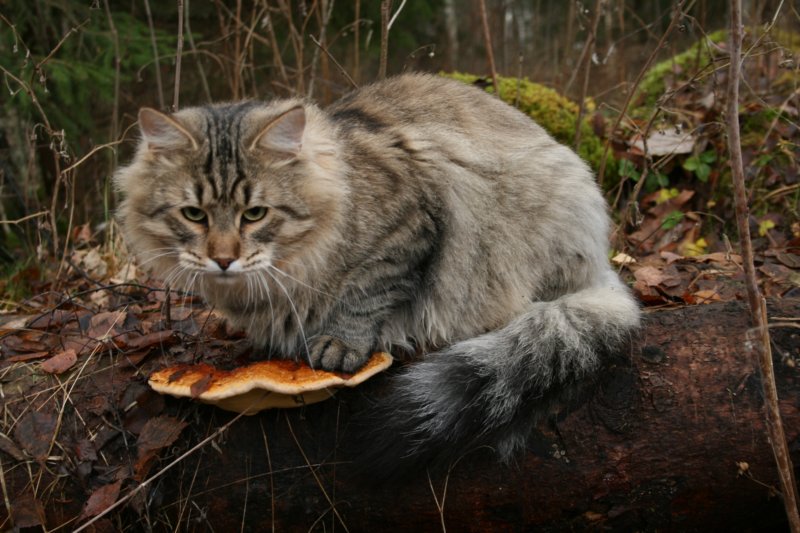 fiamurinleevivuodenvanhaleikattusupersupersuloinenkehrvpoikakissa43.jpg