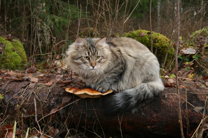 fiamurinleevivuodenvanhaleikattusupersupersuloinenkehrvpoikakissa53.jpg