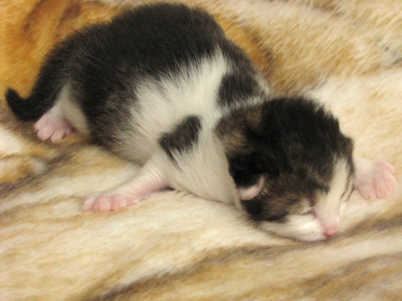 moosesboyoneweek2032010.jpg