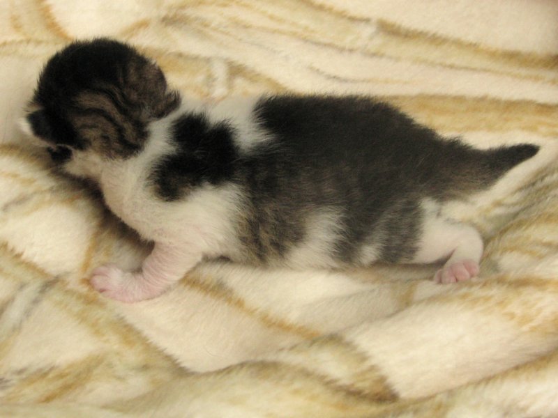 moosesboyoneweek203201010.jpg