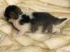moosesboyoneweek203201010_small.jpg