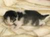 moosesboyoneweek203201011_small.jpg