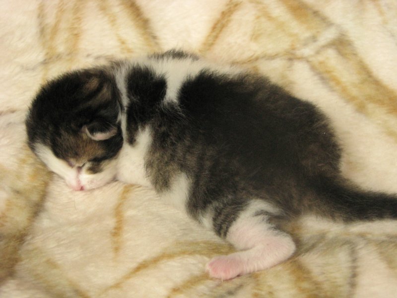 moosesboyoneweek203201012.jpg