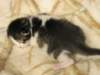 moosesboyoneweek203201012_small.jpg