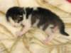 moosesboyoneweek203201013_small.jpg