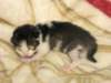 moosesboyoneweek203201014_small.jpg