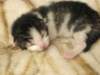 moosesboyoneweek203201015_small.jpg
