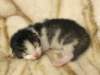 moosesboyoneweek203201016_small.jpg