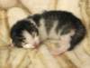 moosesboyoneweek203201017_small.jpg
