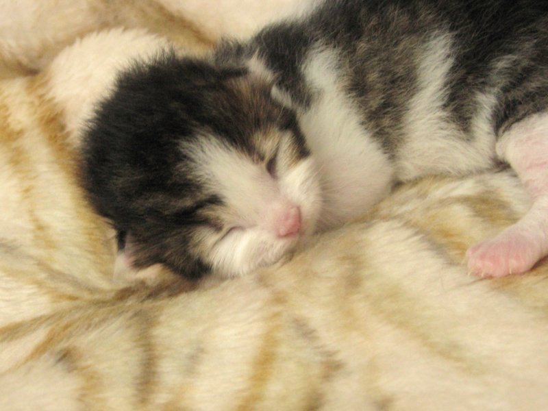 moosesboyoneweek203201018.jpg