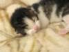 moosesboyoneweek203201018_small.jpg