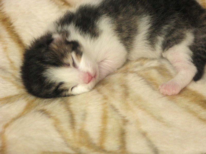 moosesboyoneweek203201019.jpg