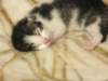moosesboyoneweek203201019_small.jpg