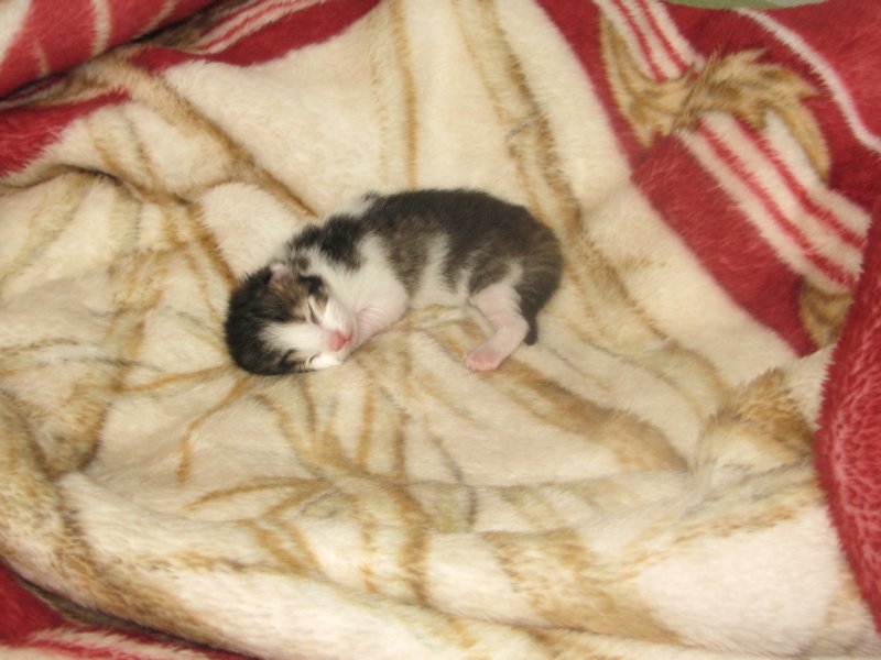 moosesboyoneweek203201020.jpg