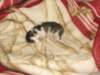 moosesboyoneweek203201020_small.jpg