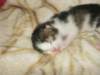moosesboyoneweek203201023_small.jpg